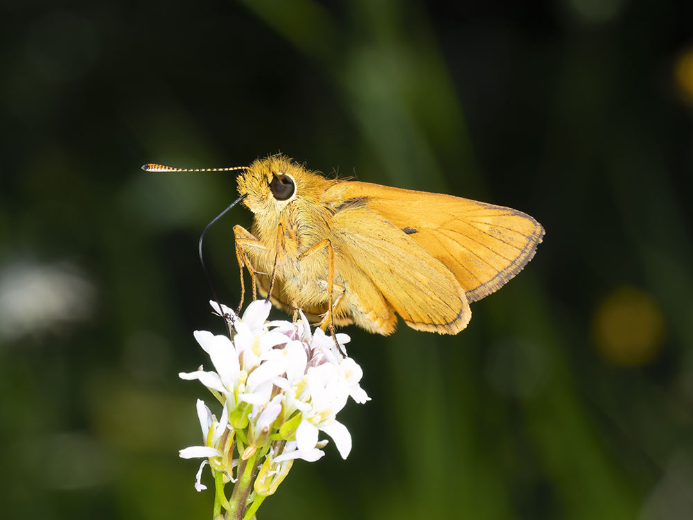 Hesperiidae da determinare - Ochlodes sylvanus